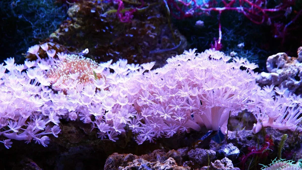With oceans at record heat, a coalition of nations is pushing for a formal ocean protection roadmap at the UN's COP31...