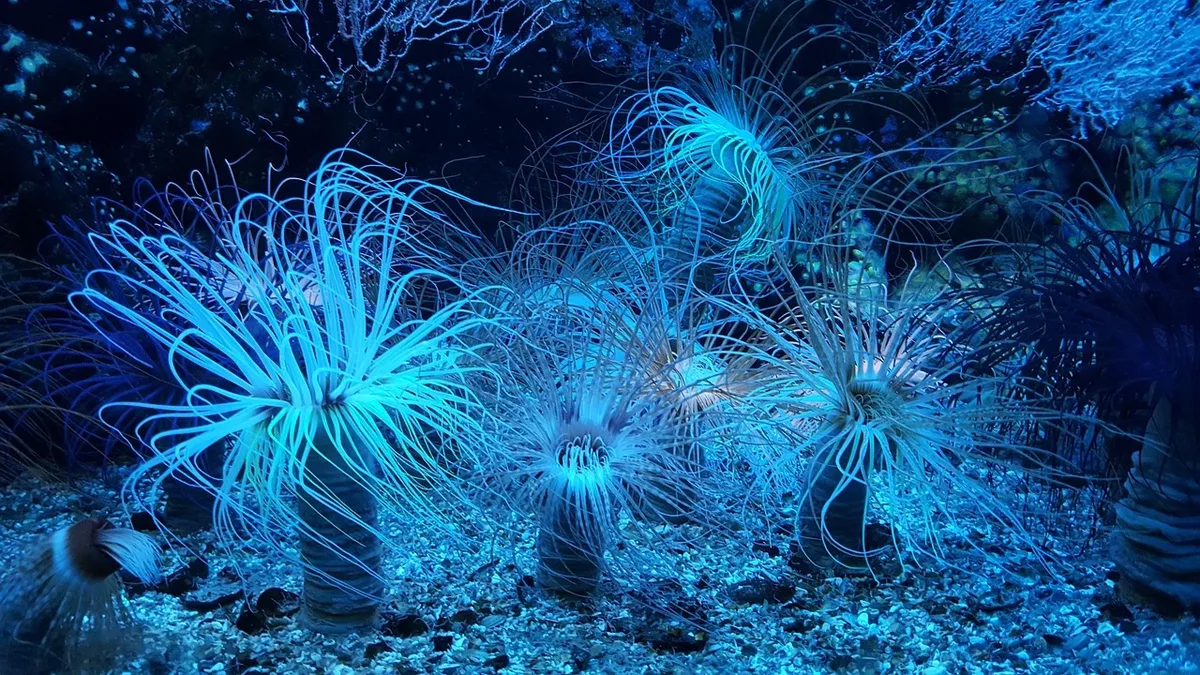 A new film follows scientists racing to document species in the Pacific's Clarion Clipperton Zone, a region targeted for...