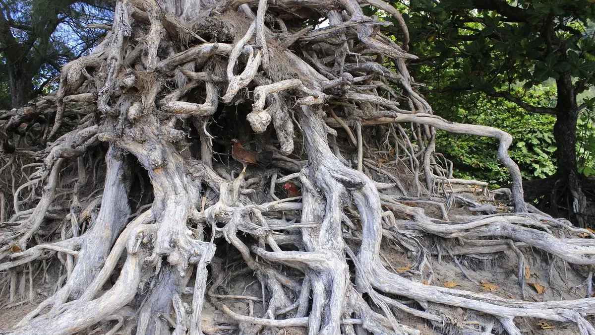 A community-based early warning system for Ecuador's mangroves, integrating satellite alerts with ground monitoring, is...