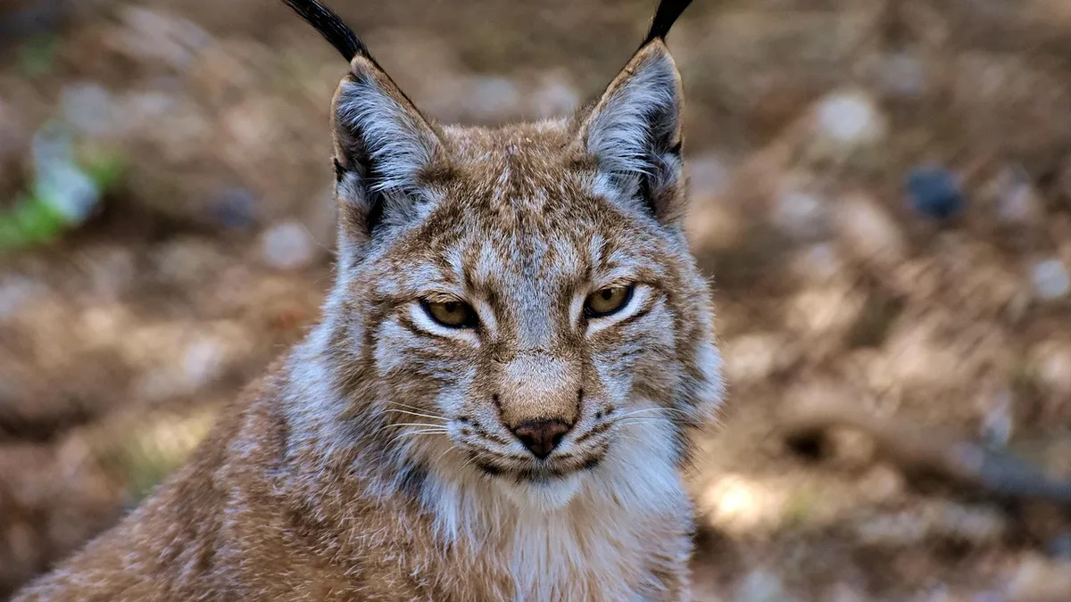 Europe's two lynx species are rebounding through rewilding efforts, with the Iberian lynx population now over 2,600 and...