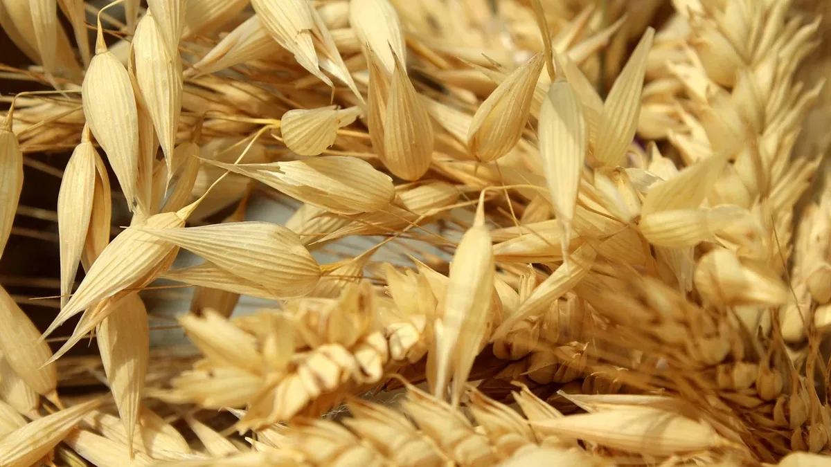 Extreme heat and drought across Europe this summer have led to significant declines in cereal production and yields, with...
