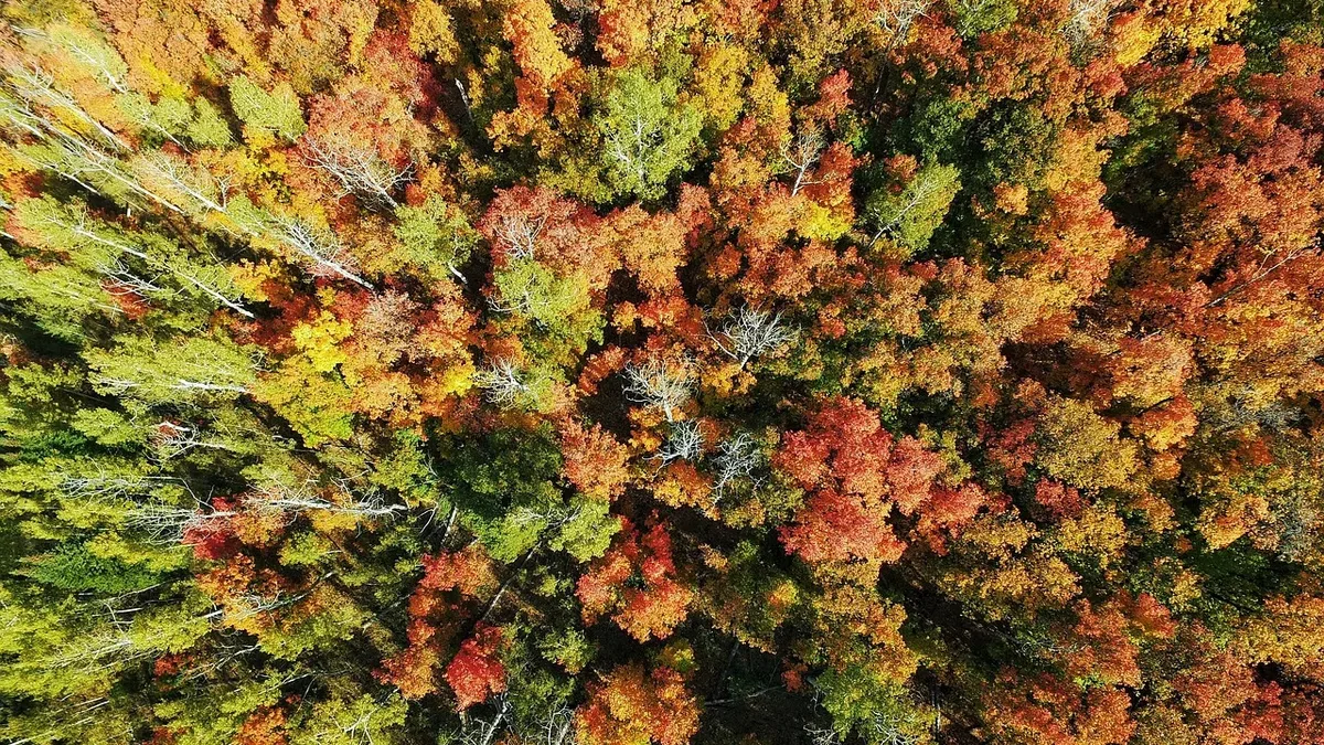 Forestry England has asked the public to become 'autumn spotters' and record the changing colours of trees to build a...