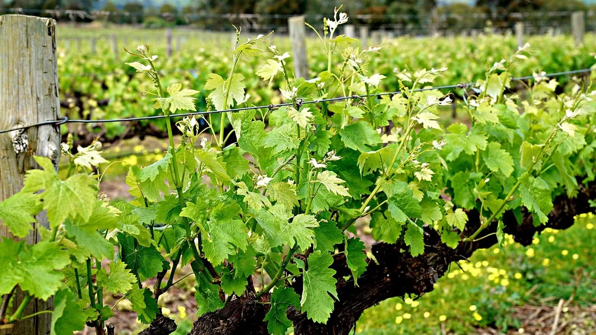 France's agriculture ministry forecasts a 30-year low wine harvest of under 34 million hectolitres, a 17% drop from the...
