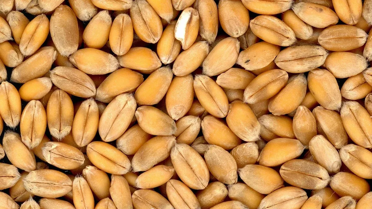 A Cotswolds farmer is restoring biodiversity by switching to heritage wheat and cutting out commercial middlemen...