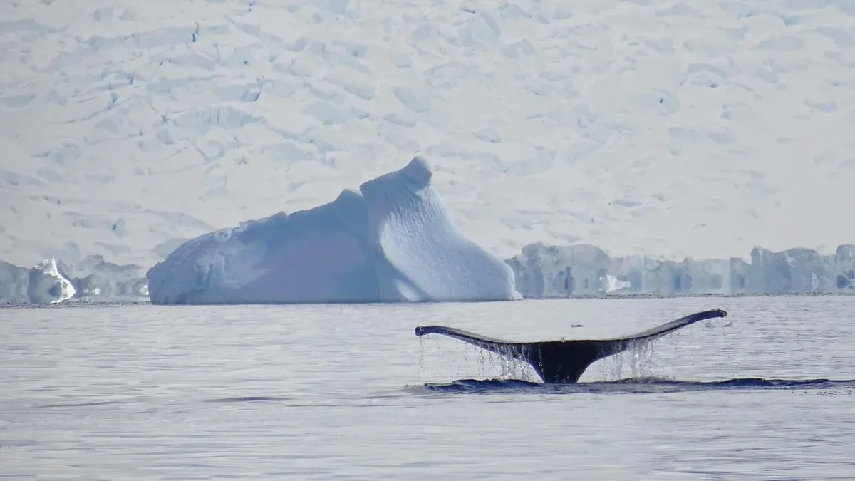 Iceland will introduce legislation in February 2027 that could lead to a permanent ban on commercial whaling in its...