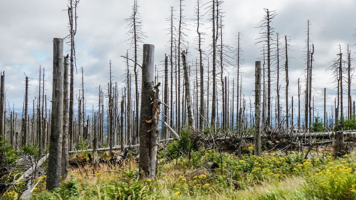 A study led by the University of Göttingen argues for a shift from reactive firefighting to proactive landscape design...