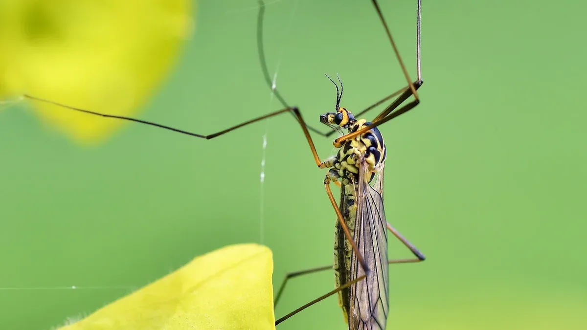The tropical mosquito Aedes aegypti, a potential carrier of dengue and Zika viruses, has been found breeding in east...