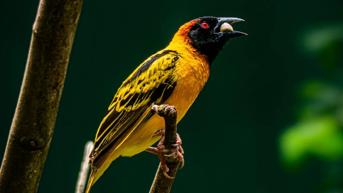 Restoration: The 1997 discovery of a new bird species, the jocotoco antpitta, led to the creation of the Jocotoco Foundation