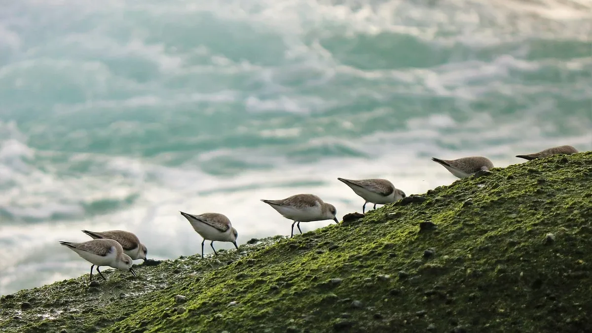 A BirdLife International report reveals 45% of migratory bird species are in decline, with 54% of shorebirds in steepest drop