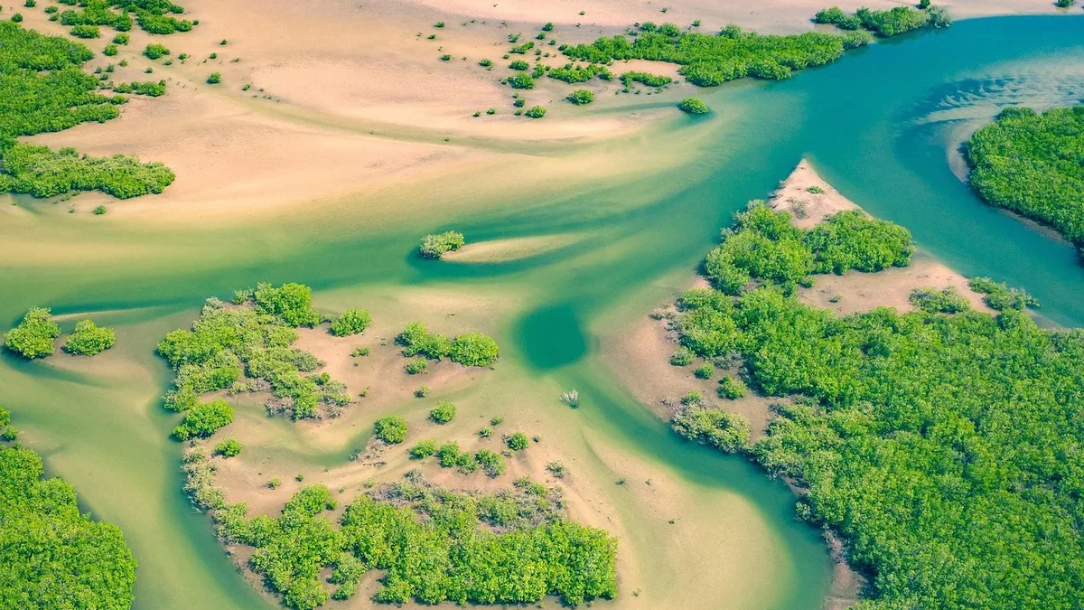 Satellite data shows significant mangrove loss in Mozambique's vital Zambezi Delta, with heavy sand mining as a primary cause