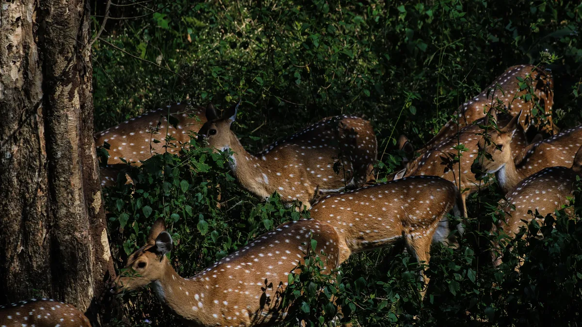 A new C$40 million federal-provincial funding agreement aims to save Quebec's critically endangered woodland caribou, but...