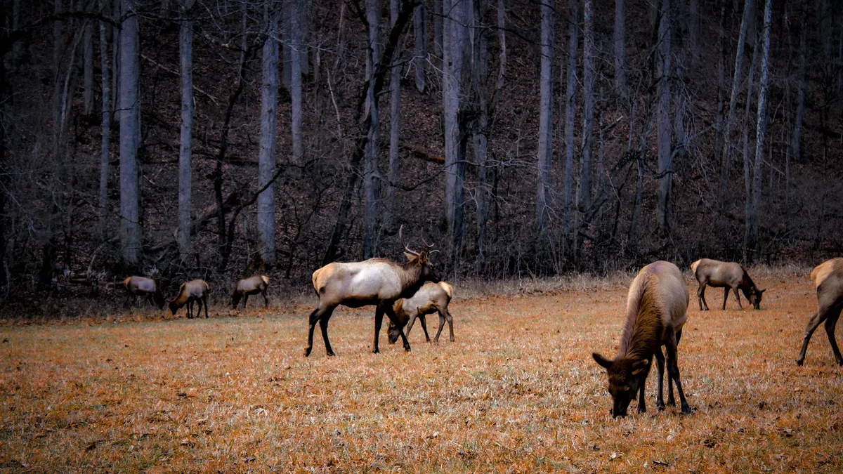 Rewilding Europe argues that restoring natural processes like wetland rewetting, natural grazing, and diverse forests is...