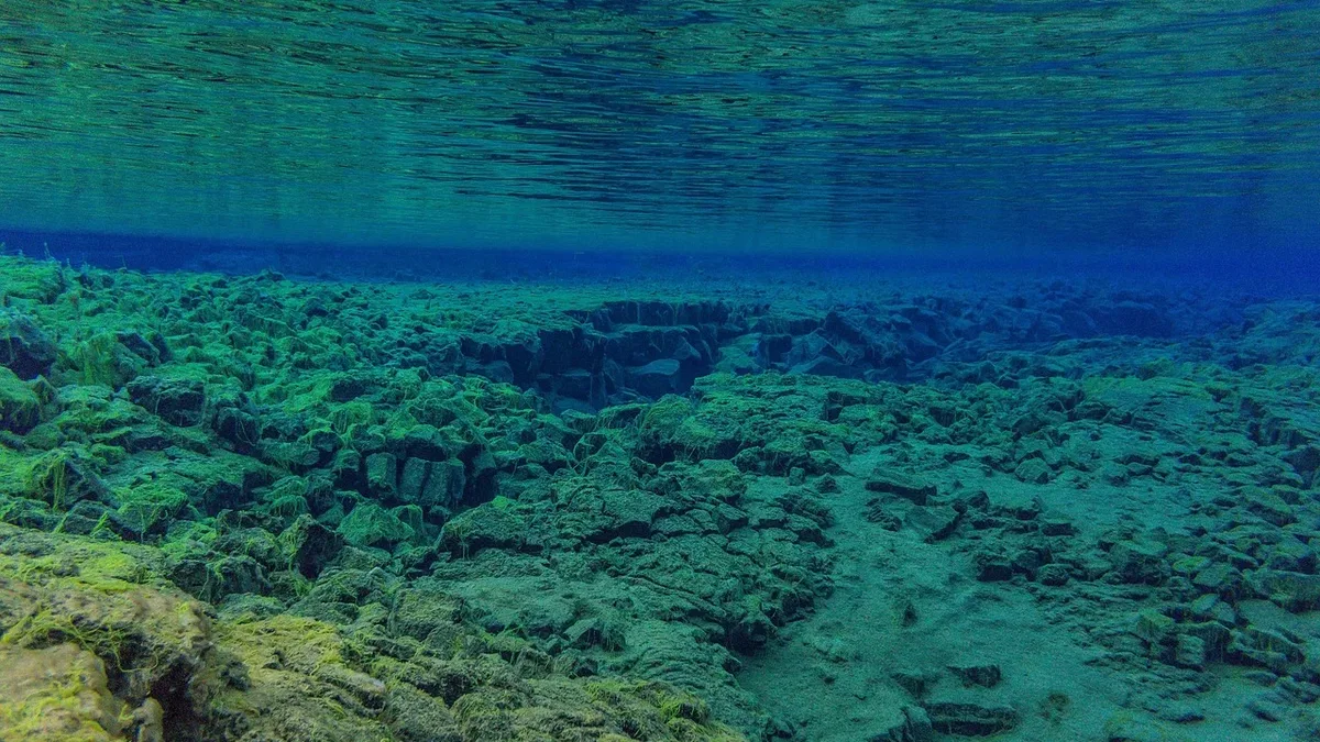 A new scientific report warns that human activities like bottom trawling and deep-sea mining are damaging the seafloor...