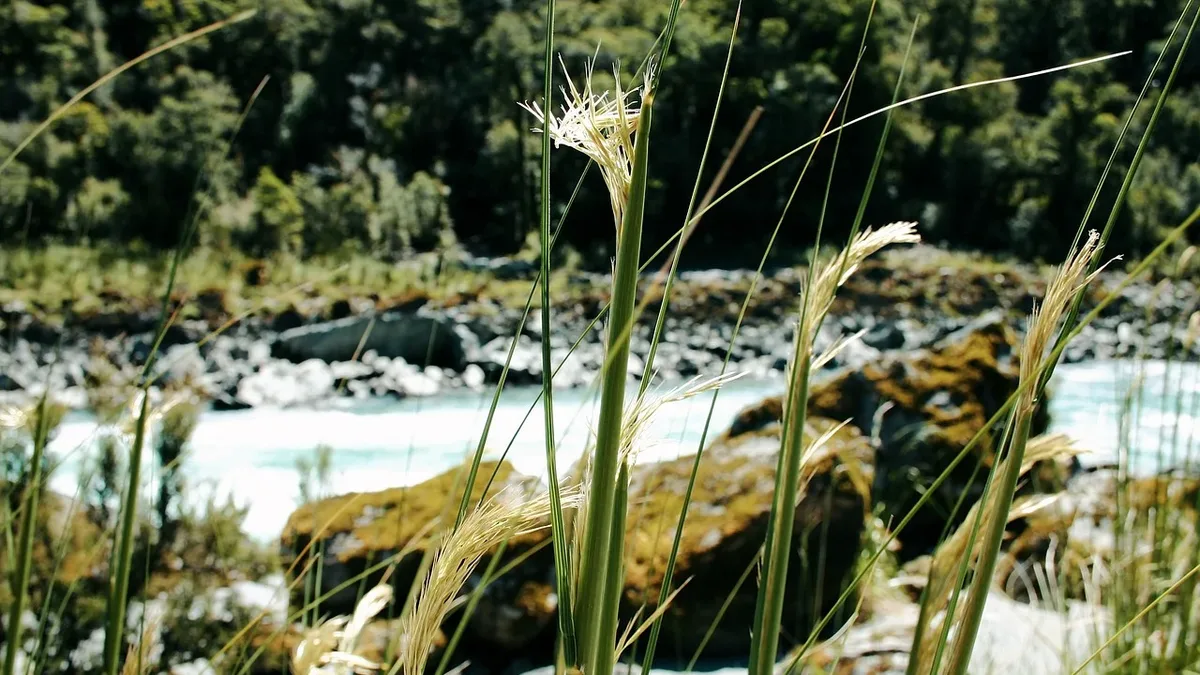 A University of Cape Town project uses a natural, off-grid filtration system to clean 36,000 litres of polluted river...