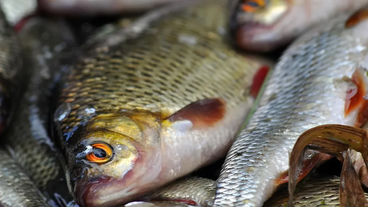 A UN plan to boost farmed fish production by 75% by 2040 could see nearly half the global wild fish catch ground into...