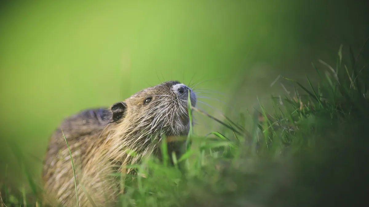 A photograph of beavers thriving amid urban construction in Olsztyn, Poland, has won the 2026 Rewilding Europe Award