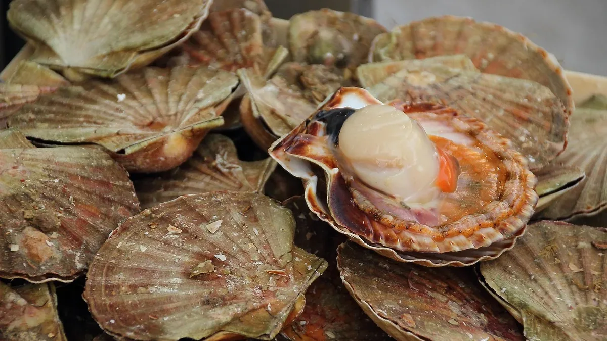 A decade-long ban on scallop dredging in a 600 sq km Wester Ross marine protected area has enabled a dramatic recovery of...