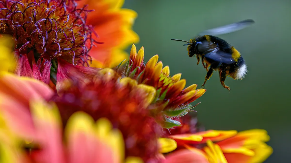 Conservation photographer Clay Bolt is a decade into a mission to photograph all 90 bumblebee species in the Americas...
