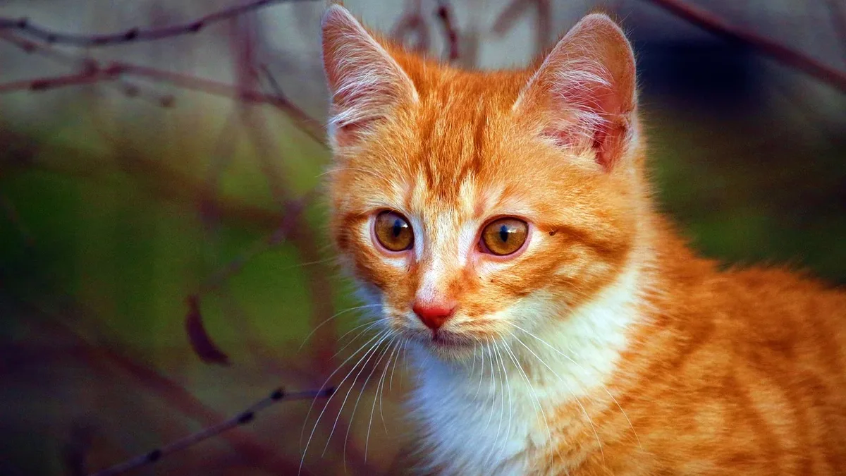 Lifestyle: Photographer Masayuki Oki has published 'Neko: Cats of Japan,' his first international book