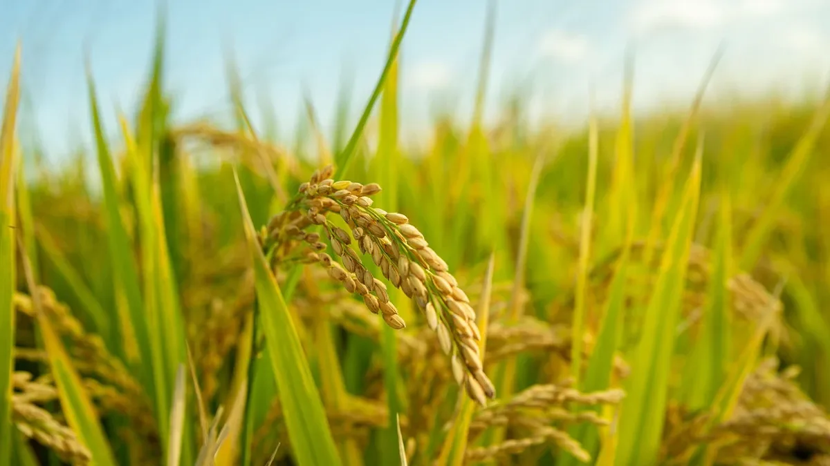 Researchers identified genes that block crossbreeding between Asian and African rice, a finding that could lead to...