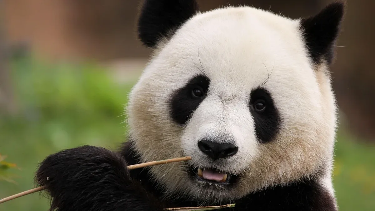 A new study finds clashes between farmers and wild animals have intensified over the past decade in China's Giant Panda...