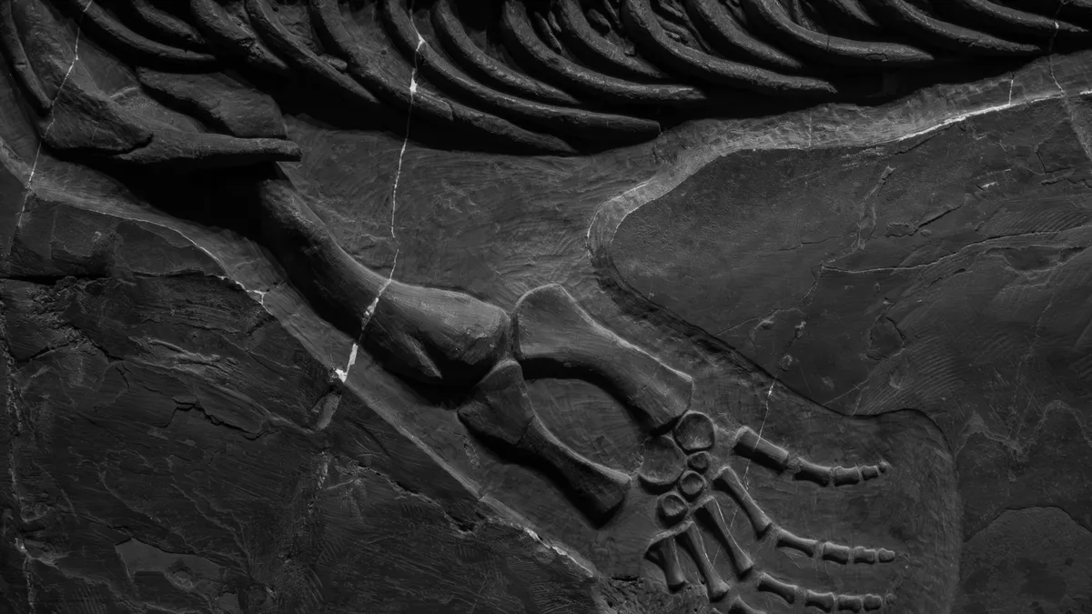 A 20-meter-long dinosaur discovered during construction in Brazil reveals a 120-million-year-old link to Europe...