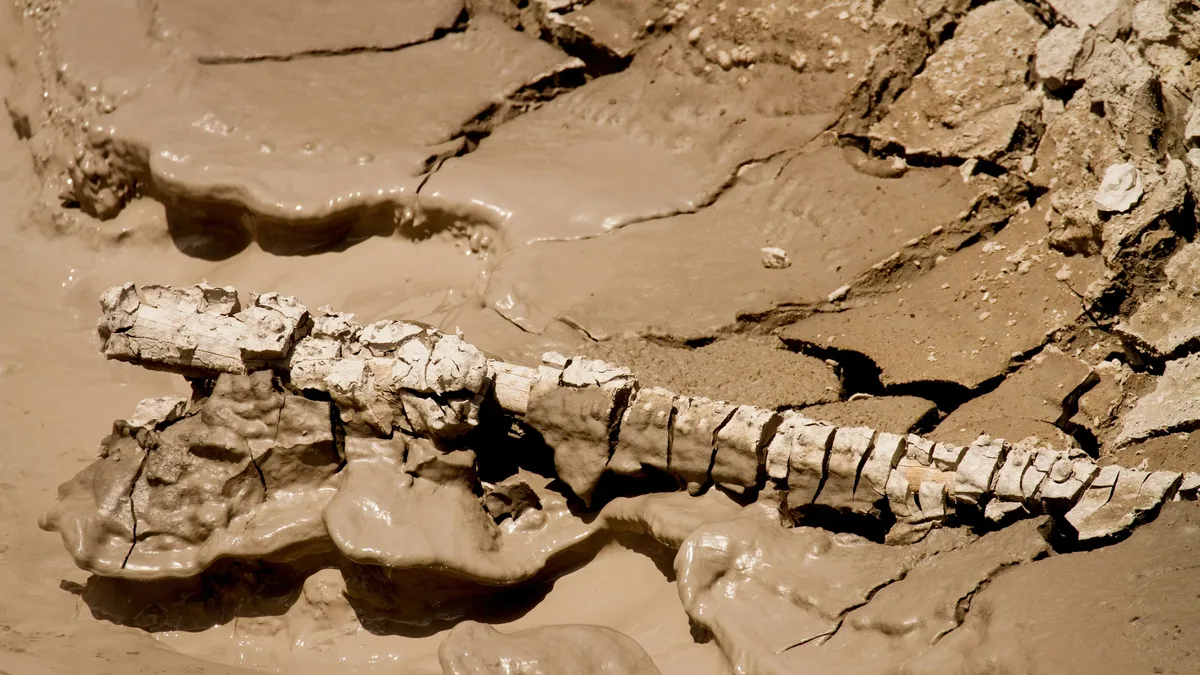 Archaeologists have identified the first Denisovan forearm bone among fossils and tools in a southwest China cave...