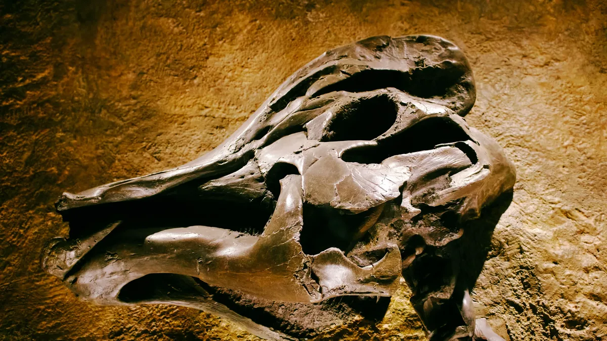 A 240-million-year-old dicynodont fossil from Tanzania, stored in London for over 60 years, is a new species that links...