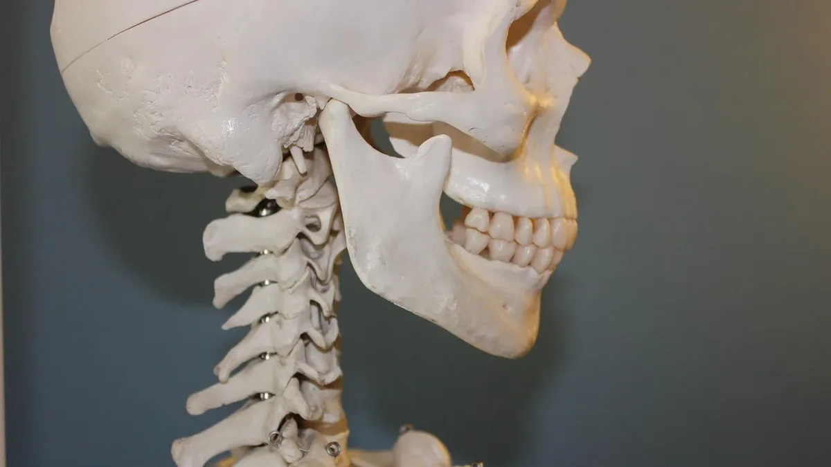 A study of over 140 skeletal remains from the 17th-19th centuries shows severe spinal damage in Dutch children who worked...