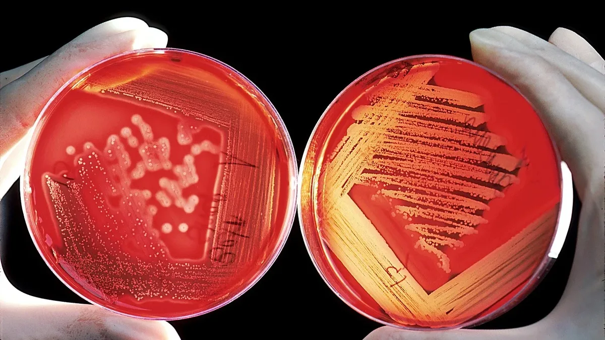 A deep genetic study reveals the hunter-gatherer Hadza and forager-farmer Tsimané share over 1,200 gut bacterial species...