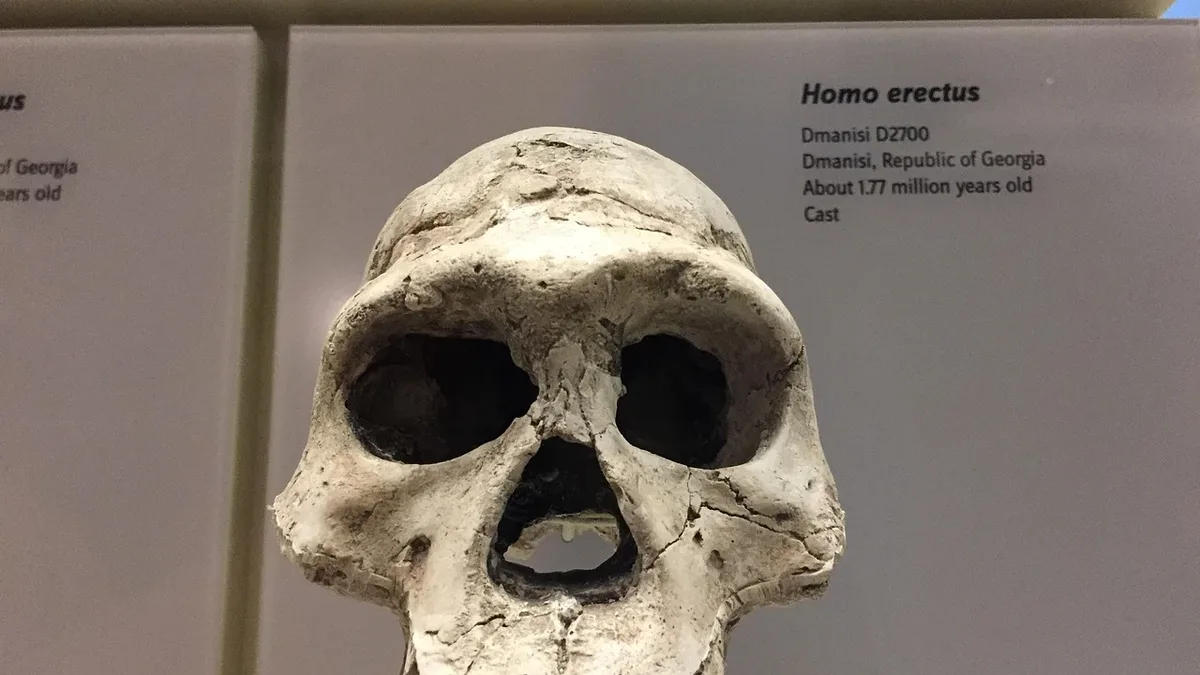 A new analysis of the 'hobbit' hip bones shows their pelvis was statistically similar to other Pleistocene humans...