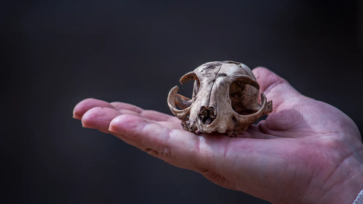 Archaeologists have made a significant discovery at a Moche pottery center in Peru, uncovering a vast array of ceramics and...
