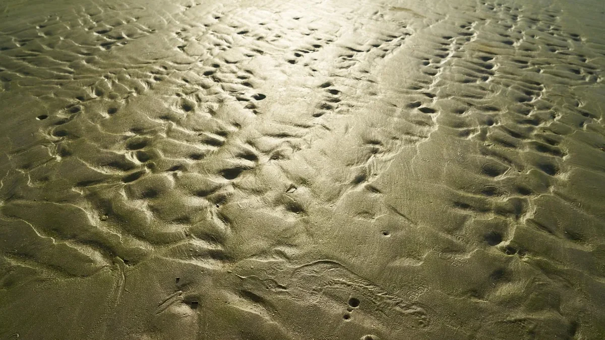 A 1.4-million-year-old footprint trail in Kenya reveals eight adult Paranthropus boisei individuals traveling together...