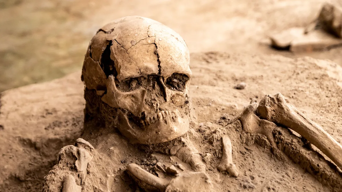 Detailed view of an ancient human skeleton uncovered at an archaeological excavation site, showcasing history. Archaeology