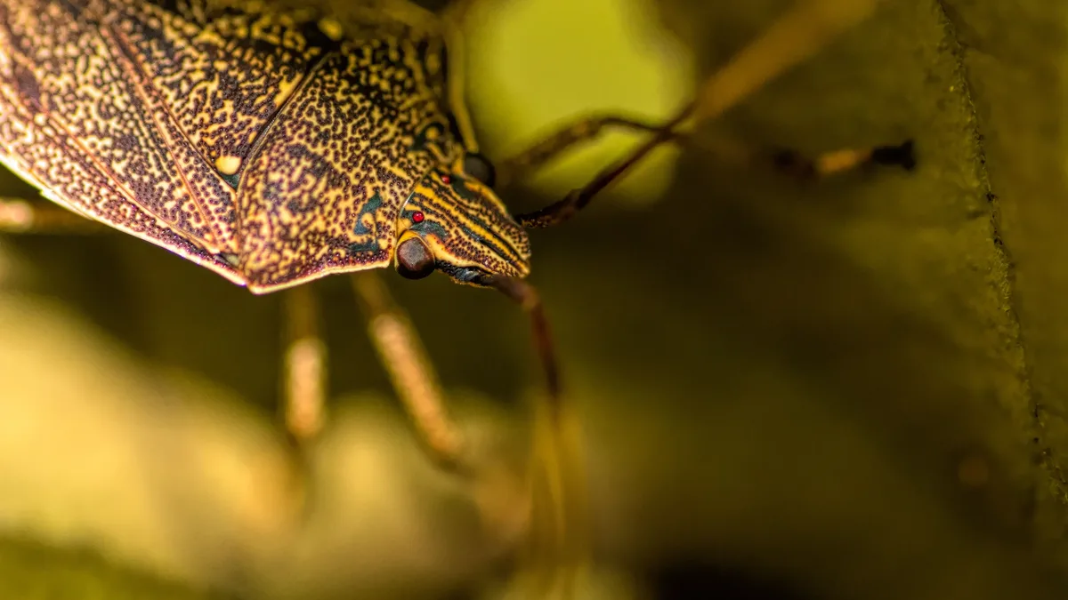 Presupuesto Y Compras: Close-up macro shot of a stink bug (Pentatomoidea) on a leaf showing intricate details and textures.