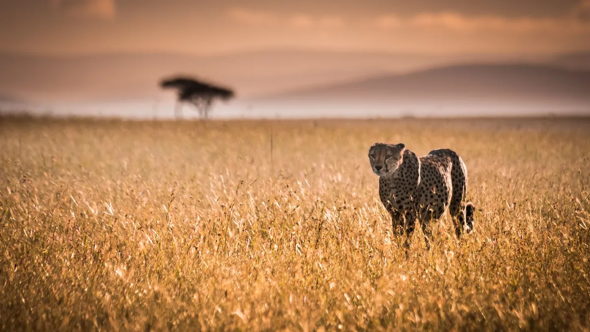 Genomic research reveals the extinct 'American cheetah' was a close puma relative, not a true cheetah, with Arctic...