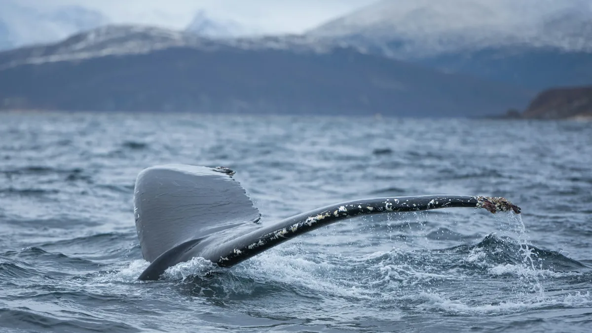 A large-scale study in ecology and evolutionary biology reveals that different researchers analyzing the same data can...