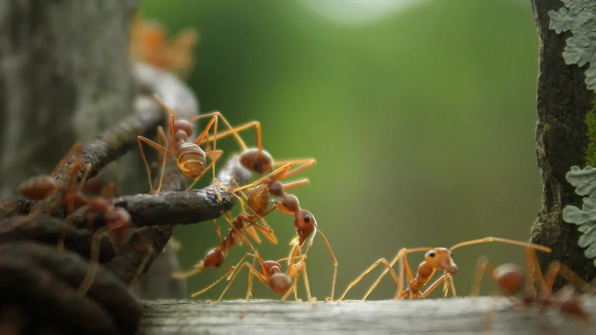 A new study uses mathematical models to explain how self-reinforcing feedback loops, or 'echo chambers,' emerge in animal...
