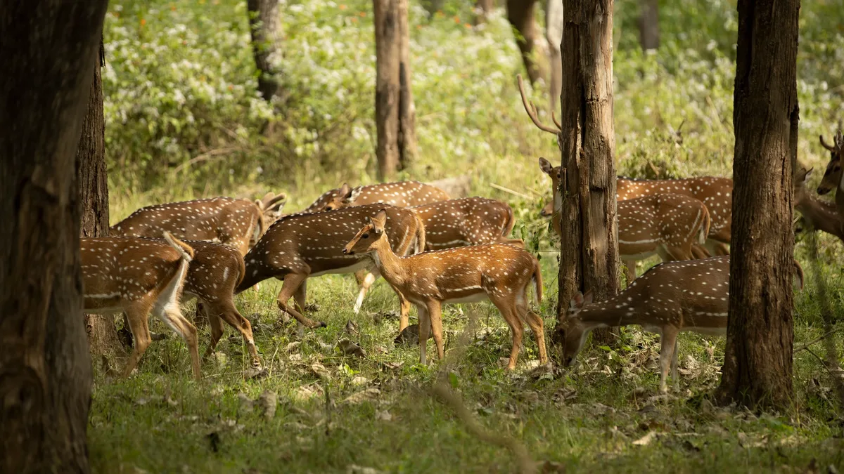 In Hawaii, axis deer are wreaking havoc on the environment, but a company is working to turn them into a food source...