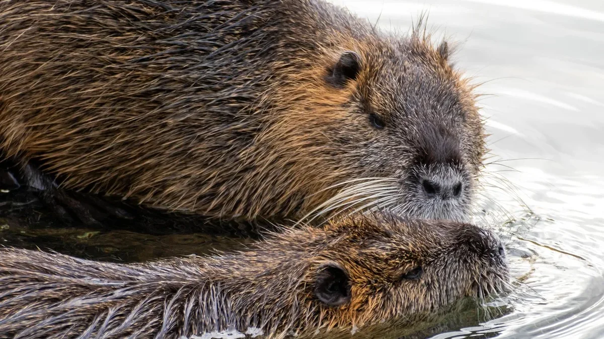Wild beaver kits have been born in Norfolk for the first time in over 500 years, with a pair of newborns spotted at...