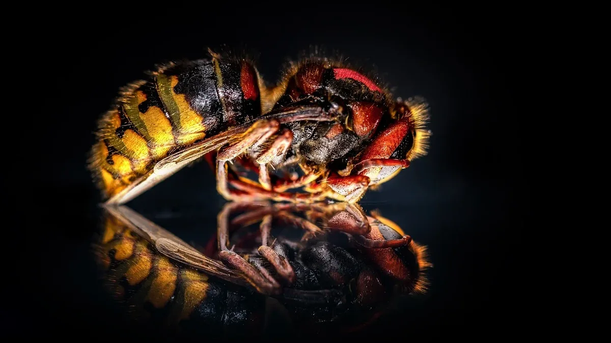 British beekeepers warn the invasive Asian hornet is creating 'pollinator deserts', threatening native bees and food security