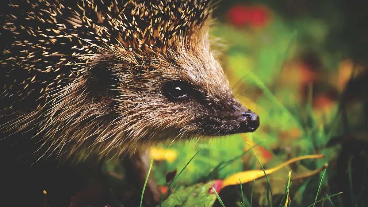 BirdLife International reports that the EU's core nature laws face a new 'stress test' that could weaken them, while key...