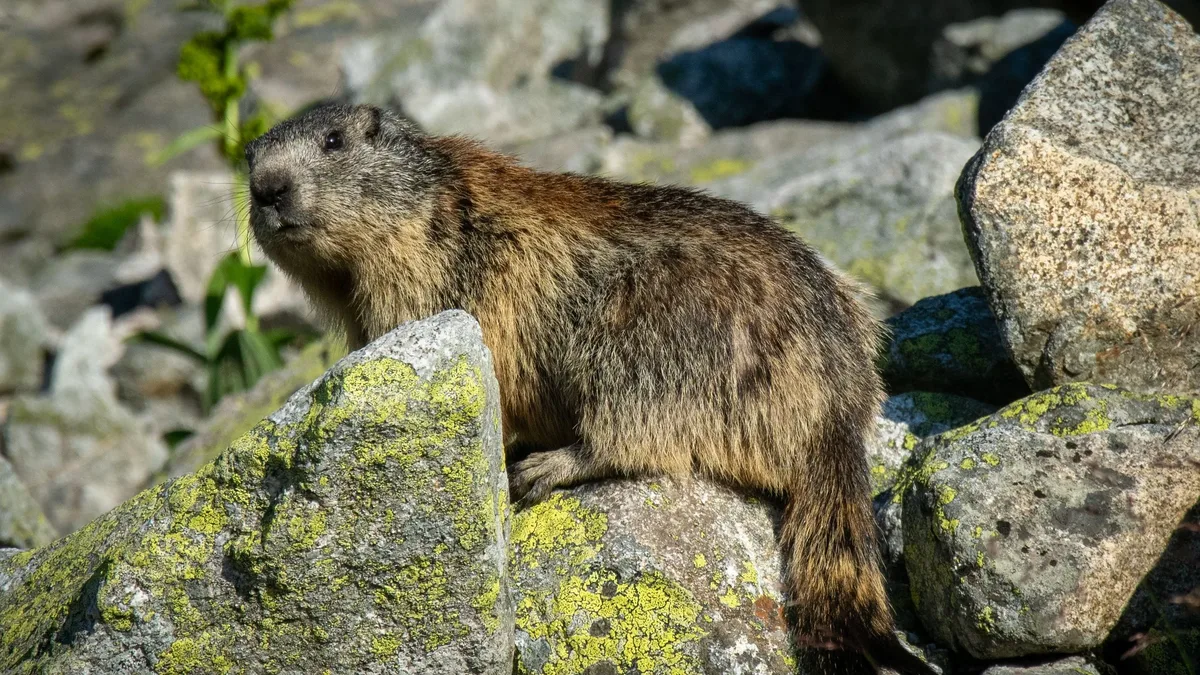 Animal rights groups in France are pushing for a national ban on hunting Alpine marmots, citing animal welfare concerns...