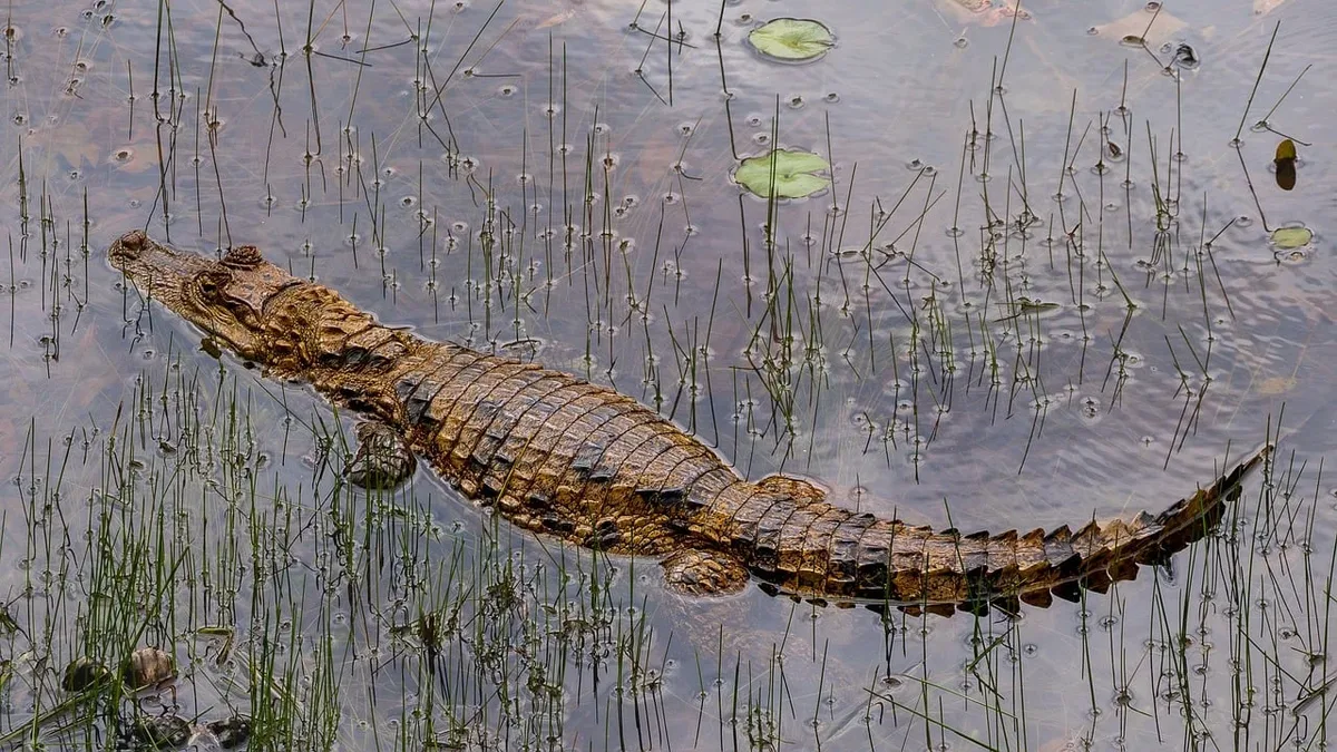 A study tracking mature saltwater crocodiles in Bangladesh found captive-reared individuals settled into new wild...
