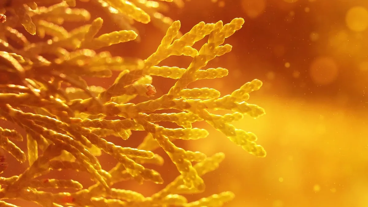Scientists have identified a brilliant yellow, tree-like coral off Costa Rica so distinct it required the creation of an...