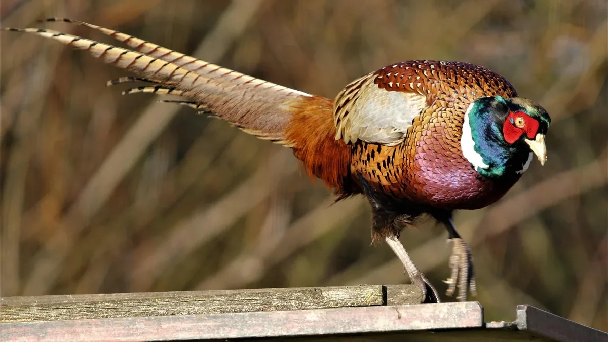 The UK government is consulting on new animal welfare laws that could license pheasant and partridge shoots and impose...