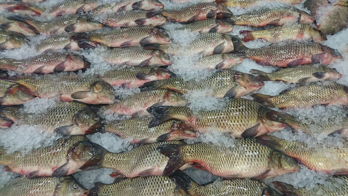 A report from Compassion in World Farming (CIWF) reveals the EU's Atlantic bluefin tuna farming industry grew from 55,000...