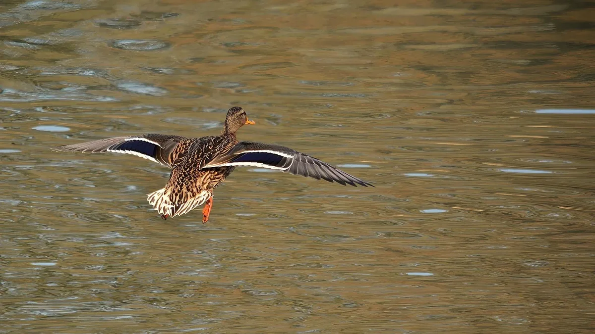 The Ferruginous Duck, a Near Threatened species, relies on the African-Eurasian Flyway for migration