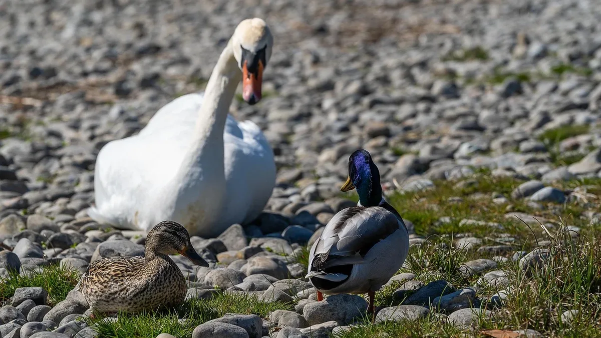 Watching Wildlife: The Isosuo peatland restoration project in southern Finland has joined the European Rewilding Network