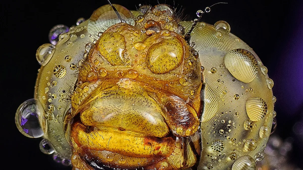 Endangered glowworms have been reintroduced to a nature reserve in North Yorkshire after a century-long absence
